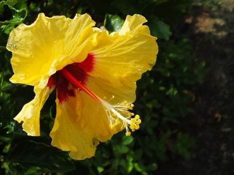 Close up of hibiscus syriacus flower in bloom, spring time so beautiful at botanical garden photo