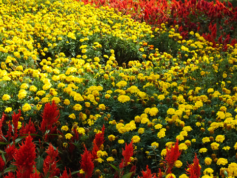 Beautiful spring and summer natural panoramic landscape with blooming field of vibrant colorful flower photo