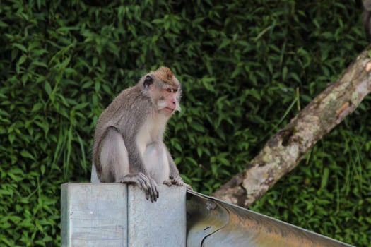A monkey is sitting on the roadside barrier photo