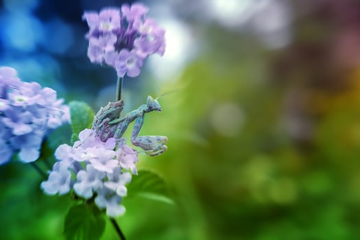 Praying Mantis Ameles spallanzania is crawling on the tops of grass flower photo