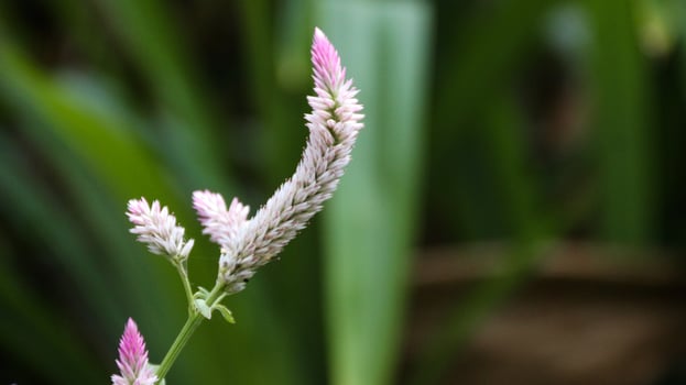 Celosia argentea var cristata, also known as cockscomb flower in the garden. This flower can be medicine and ornament. Tanaman Boroco, Bayam Kucing photo