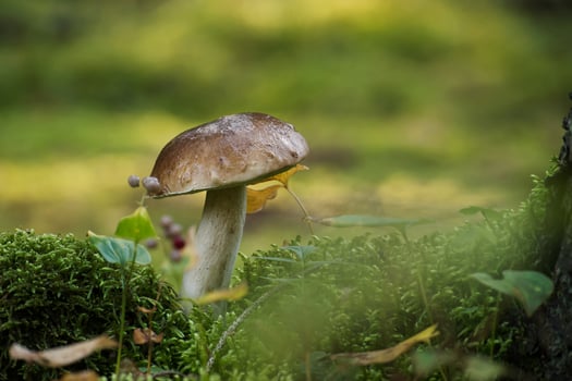 Wild King bolete or cep mushroom growing in the woods photo