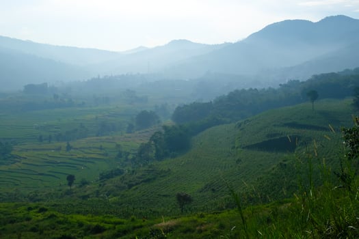 Photography of the misty slopes of a tobacco plantation. Textured Background of plantation. Graphic Resources. Industrial Agricultural Photography. Panoramic landscape. Nature Photography Concept. photo