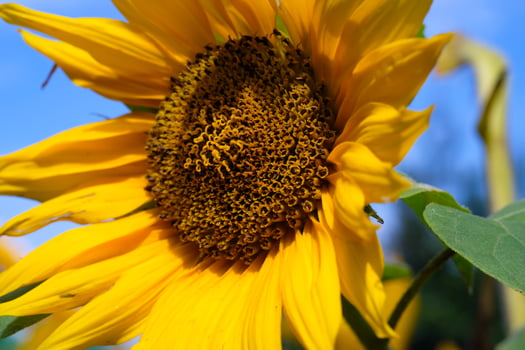 Photography of Sunflowers in the morning. Textured Detail of Sunflower Plantation. Graphic Resources. Macro Photography. Plants Close-up. Nature Photography Concept. photo