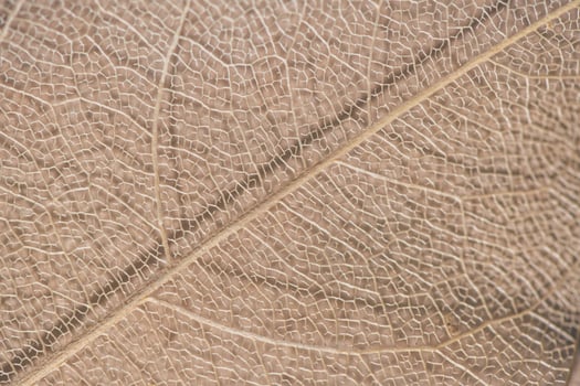macro photography, natural plant background in the form of a skeletonized leaf of light beige color, close up photo