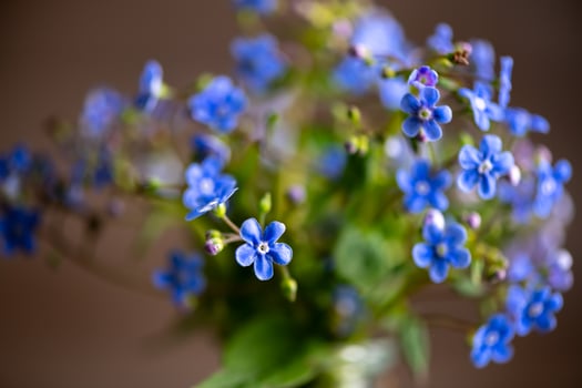 bouquet of blue forget-me-nots in a glass vase. congratulation, beautiful card for birthday, mother's day and wedding photo