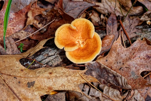 Fungi growing from a tree root photo