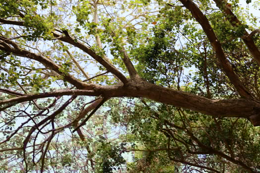 Part of a tall tree trunk close up. photo