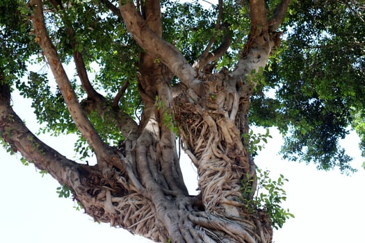 Part of a tall tree trunk close up. photo