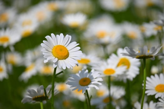 Flowers in the meadow. Beautiful natural background with daisies in spring and sunny day. photo