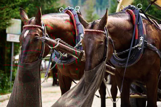 Horses in harness eating forage photo