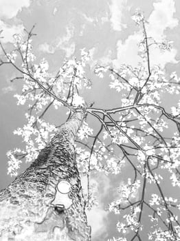 Summer tree in the sun rays. Pencil sketch drawing photo