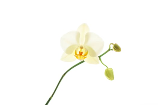 Orchid flower in bloom, abstract floral art background photo