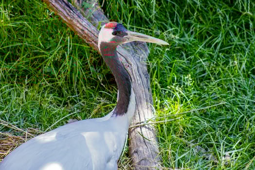 Red-Crowned Crane Portrait photo