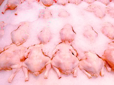 Fresh frozen whole chickens covered in ice in the market meat section photo