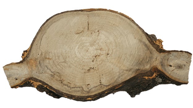 Pine Tree wood stumps on ground after being cut with real wood texture background. photo