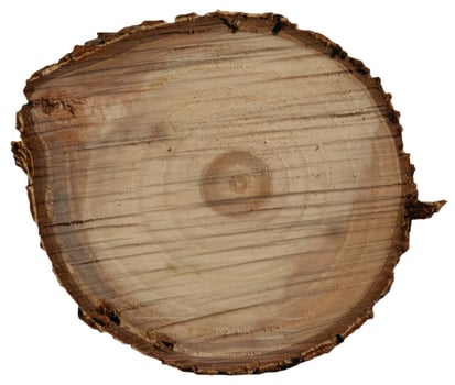 Pine Tree wood stumps on ground after being cut with real wood texture background. photo