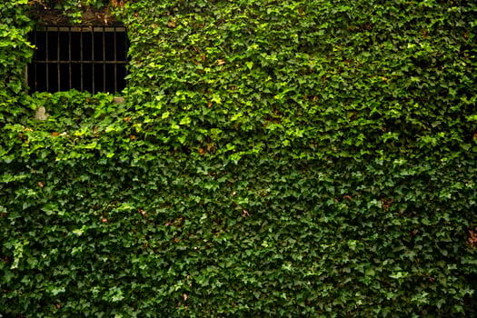 A Brick Wall Covered in Lush Green Ivy During the Day photo