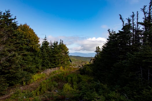 Mountain View Through Tall Evergreen Trees on a Sunny Day, Mount Gosford, Quebec, Canada photo