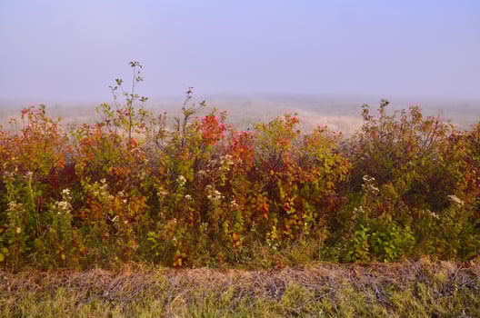 Fall Foliage and Foggy Landscape in Early Morning in St-Ludger, Quebec, Canada photo