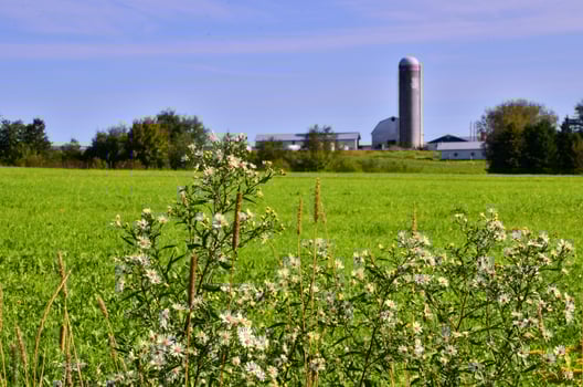 White Flowers Blooming in a Farm Field on a Sunny Day in St-Ludger, Quebec, Canada photo