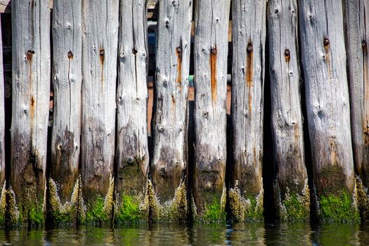 Weathered Wooden Piling Along a Shoreline in the Daytime photo