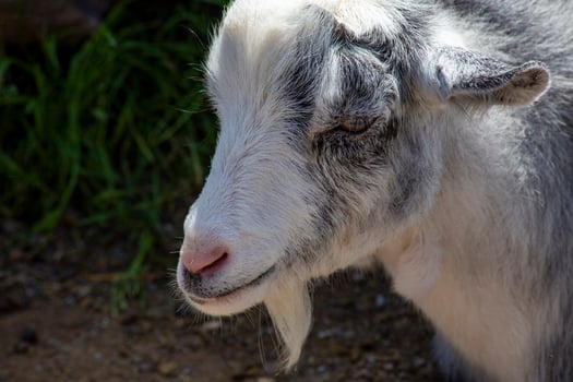 Close Up of a White and Gray Goat With a Pink Nose photo