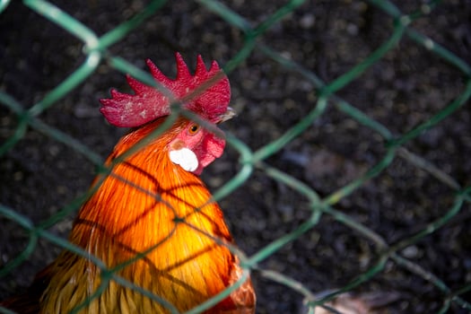 Rooster Behind Green Wire Fence in Backyard photo