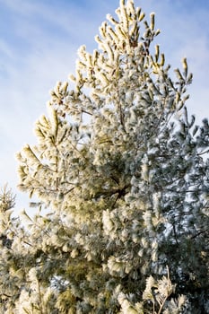 Frosty Pine Tree Branches in the Winter Sun in Lac-Megantic, Quebec, Canada photo
