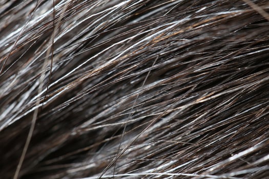 Close Up of Dark Horse Hair photo