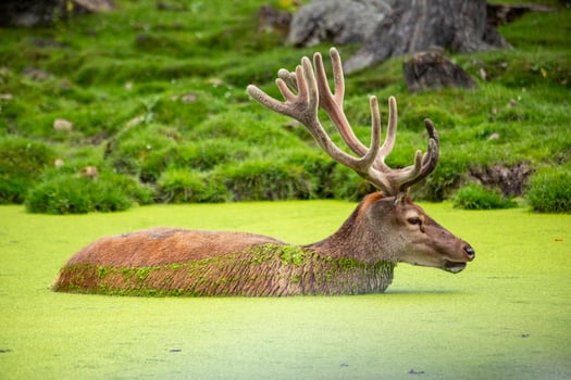 Red Deer Buck Swimming in Algae Covered Pond photo