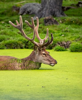 Red Deer Buck Swimming in Algae Covered Water photo
