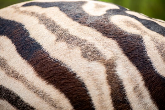 Close Up Of Zebra Stripes On Backside photo