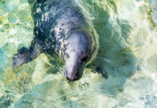 A Gray Seal Swimming In Shallow Water On A Sunny Day photo