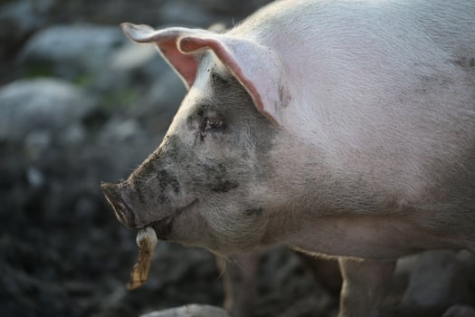 Muddy Pig In A Field On A Cloudy Day photo
