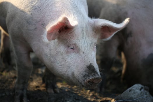 Close-Up of a Pigs Face Covered in Mud on a Farm photo
