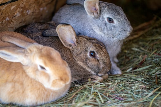 Three Bunnies Resting In Hay photo