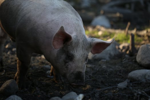 A Pig Foraging In A Rural Setting During The Day photo