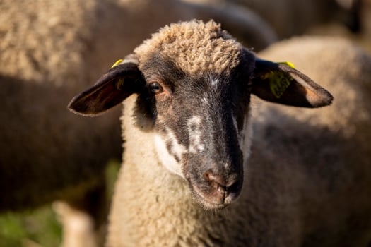 Close Up Portrait of a Sheep With a Black Face in a Field photo