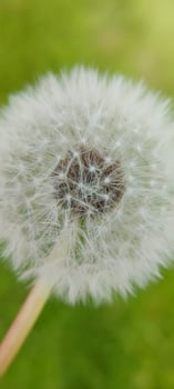 Macro shot of dandellion on blurred green background. photo