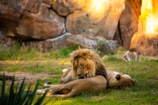 Pair adult Lions playing in zoological garden photo