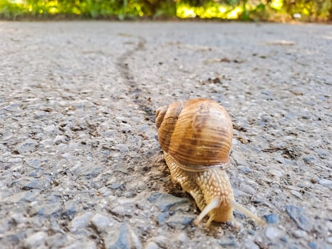 Small Roman snail or Burgundy snail, Helix pomatia, with light brownish shell photo
