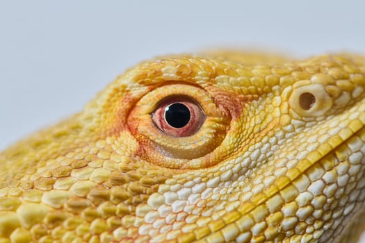 Bearded Dragon. A Close-Up Look at This Amazing Lizard photo