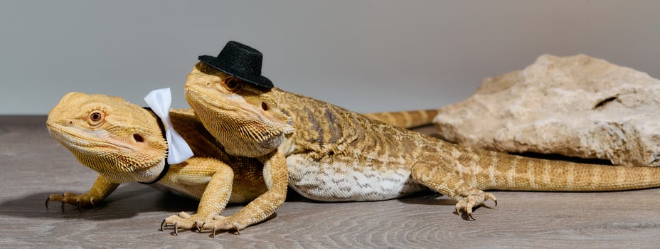 Bearded Dragons. A Close-Up Look at This Amazing Lizards photo