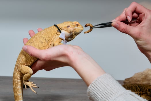 A Woman Provides Tender Care for Her Bearded Dragon photo