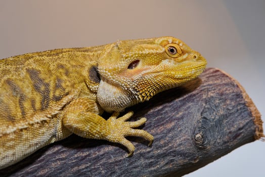 Bearded Dragon. A Close-Up Look at This Amazing Lizard photo