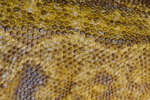 Close-up Portrait of Bearded Dragon , Pogona Vitticeps with Vibrant Yellow Textured Scales photo