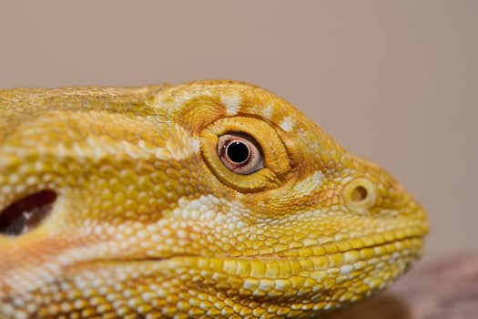 Bearded Dragon. A Close-Up Look at This Amazing Lizard photo