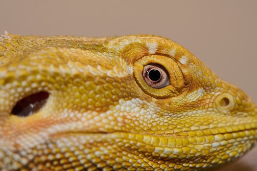 Bearded Dragon. A Close-Up Look at This Amazing Lizard photo