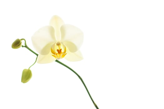 Orchid flower in bloom, abstract floral art background photo